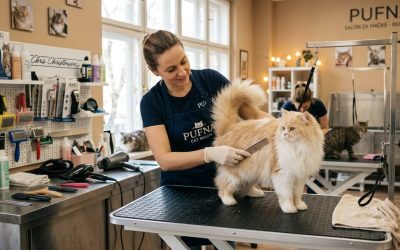 Zašto se mačke toliko linjaju? 8 Najčešćih uzroka i kada treba posetiti veterinara