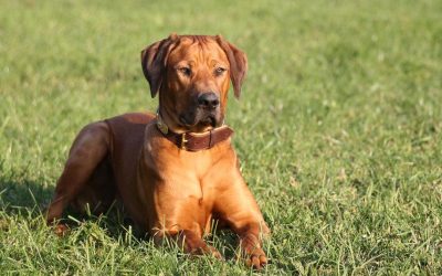 Rodezijski ridžbek ( Rhodesian Ridgeback )