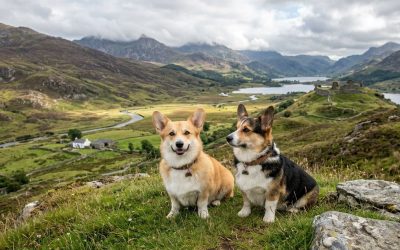 Pembroke Welsh Corgi – mali pas velikog karaktera, inteligencije i energije